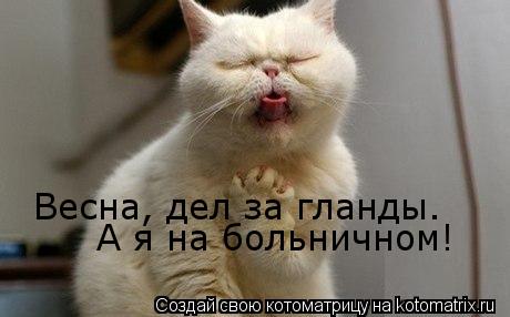 Котоматрица: Весна, дел за гланды. А я на больничном!