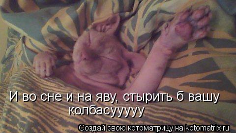 Котоматрица: И во сне и на яву, стырить б вашу колбасууууу