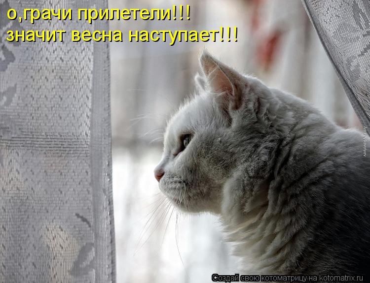 Котоматрица: о,грачи прилетели!!! значит весна наступает!!!