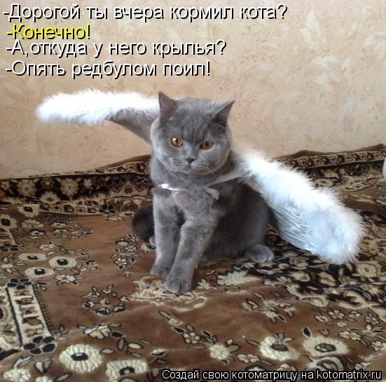 Котоматрица: -Дорогой ты вчера кормил кота? -Конечно! -А,откуда у него крылья? -Опять редбулом поил!