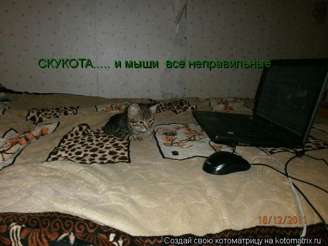 Котоматрица: СКУКОТА..... и мыши  все неправильные