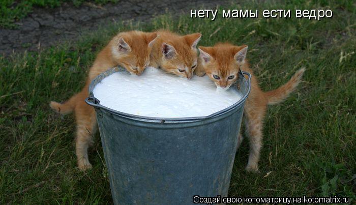 Котоматрица: нету мамы ести ведро