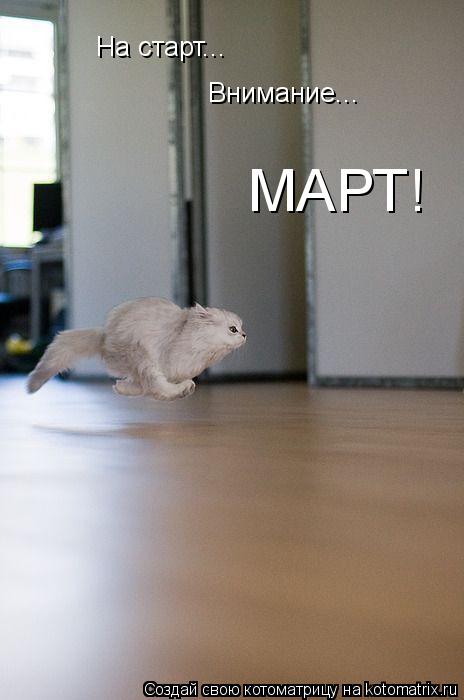 Котоматрица: На старт... Внимание... МАРТ!