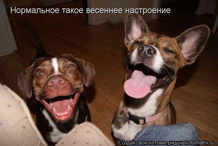 Котоматрица: Нормальное такое весеннее настроение