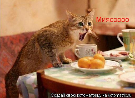 Котоматрица: Миясоооо