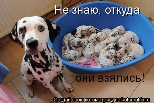 Котоматрица: Не знаю, откуда они взялись!