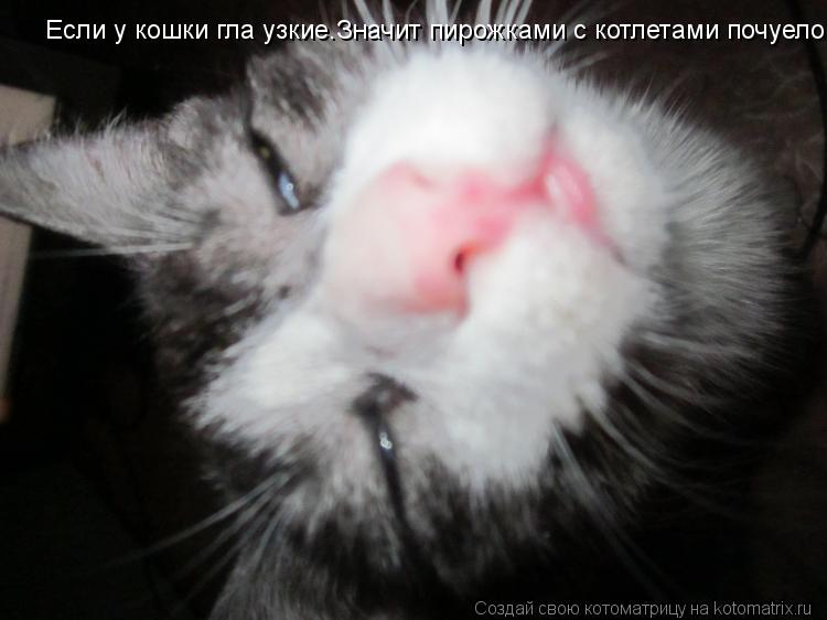 Если у кошки гла узкие.Значит пирожками с котлетами почуело.... Котоматрица: Если у кошки гла узкие.Значит пирожками с котлетами почуело.