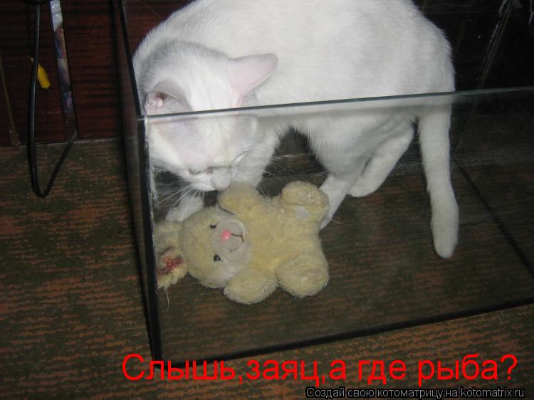 Котоматрица: Слышь,заяц,а где рыба?