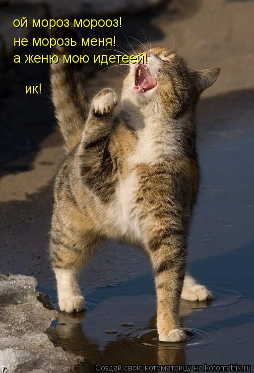 Котоматрица: ой мороз морооз! не морозь меня! а женю мою идетеей! ик!