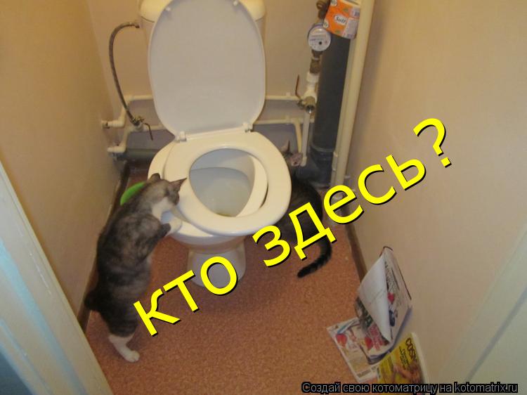 Котоматрица: кто здесь? кто здесь?