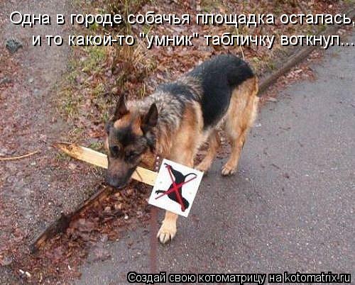 Котоматрица: Одна в городе собачья площадка осталась,  и то какой-то "умник" табличку воткнул....