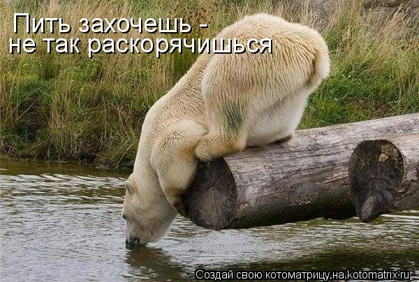 Котоматрица: Пить захочешь - не так раскорячишься