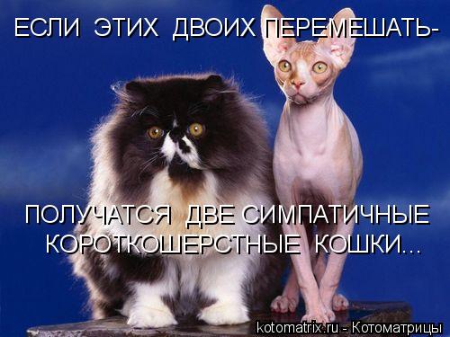 Котоматрица: ЕСЛИ  ЭТИХ  ДВОИХ ПЕРЕМЕШАТЬ- ПОЛУЧАТСЯ  ДВЕ СИМПАТИЧНЫЕ  КОРОТКОШЕРСТНЫЕ  КОШКИ...