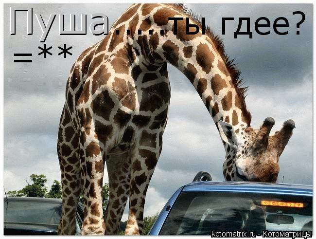 Котоматрица: Пуша Пуша .....ты гдее? =**