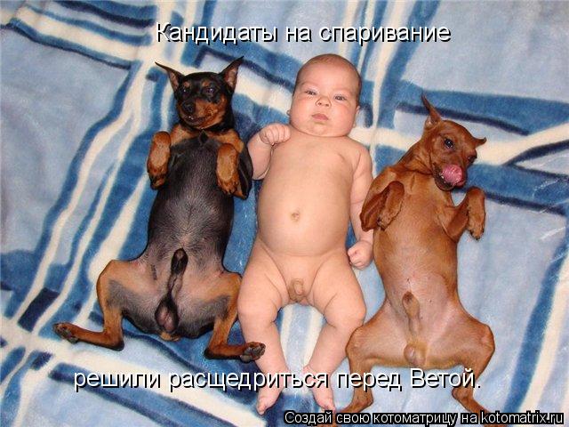 Котоматрица: Кандидаты на спаривание решили расщедриться перед Ветой.