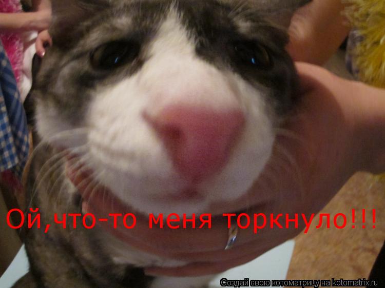 Котоматрица: Ой,что-то меня торкнуло!!!
