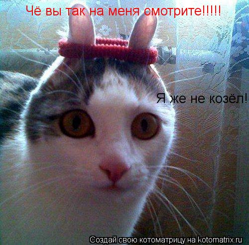 Котоматрица: Чё вы так на меня смотрите!!!!!  Я же не козёл!