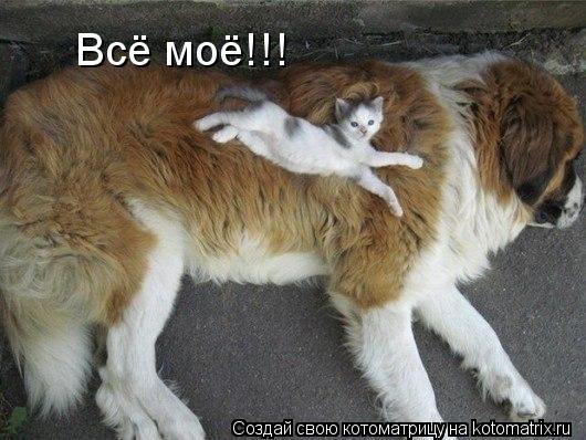 Котоматрица: Всё моё!!!