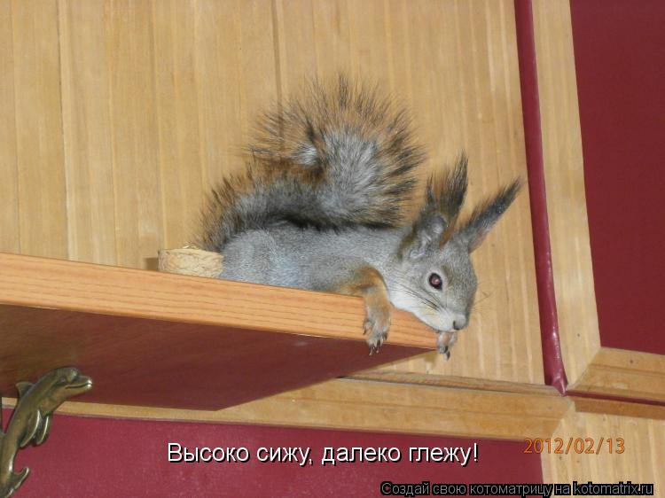 Котоматрица: Высоко сижу, далеко глежу!