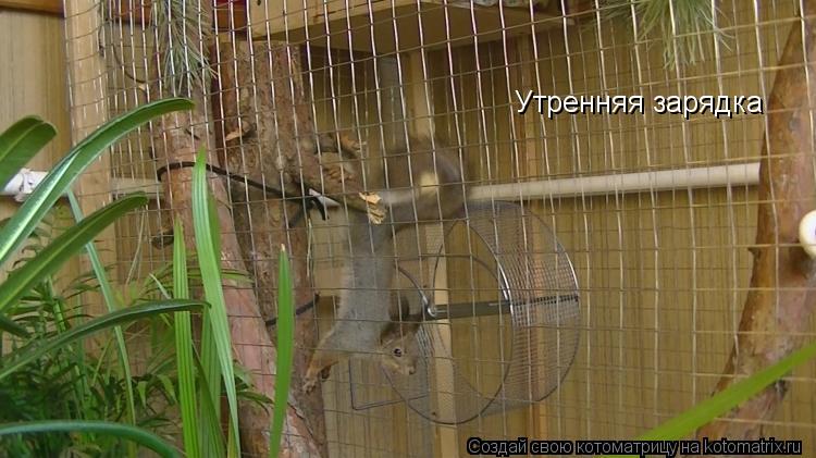 Котоматрица: Утренняя зарядка