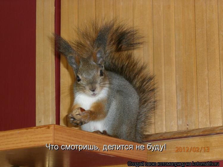Котоматрица: Что смотришь, делится не буду!