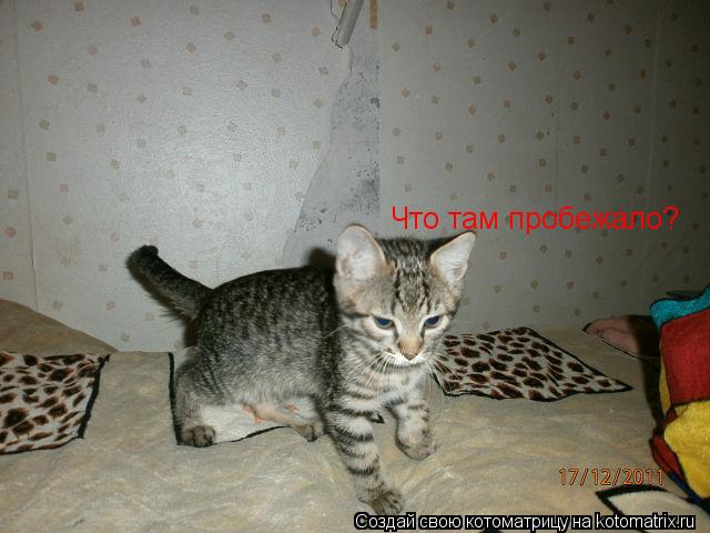 Котоматрица: Что там пробежало?