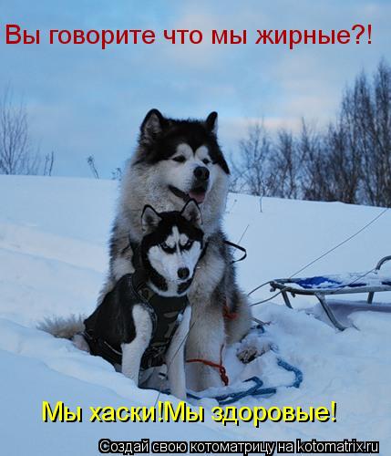 Котоматрица: Вы говорите что мы жирные?! Мы хаски!Мы здоровые!