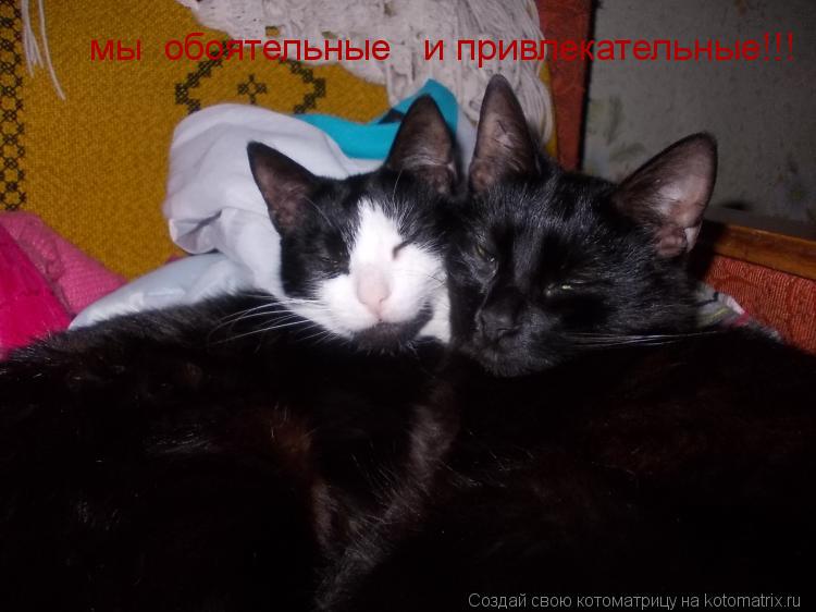 Котоматрица: мы  обоятельные   и привлекательные!!!