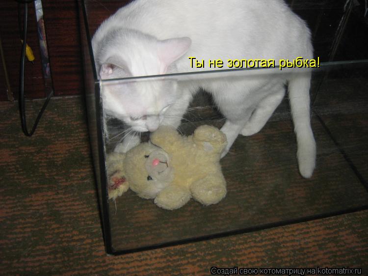 Котоматрица: Ты не золотая рыбка!  Ты не золотая рыбка!