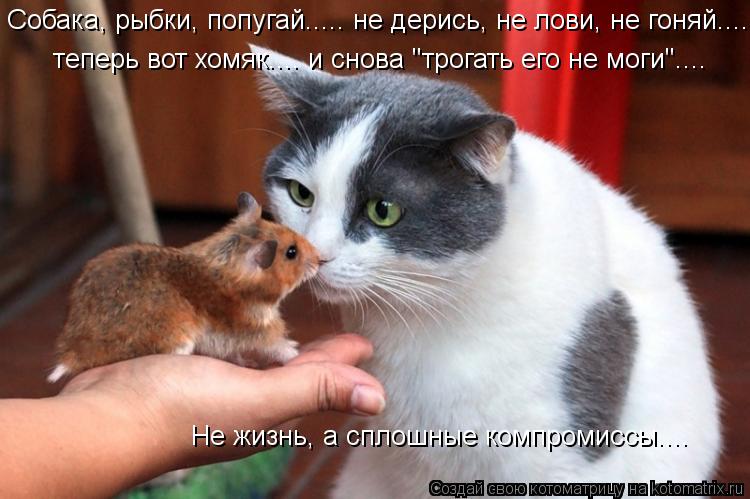Котоматрица: Собака, рыбки, попугай..... не дерись, не лови, не гоняй..... Не жизнь, а сплошные компромиссы.... теперь вот хомяк.... и снова "трогать его не моги".