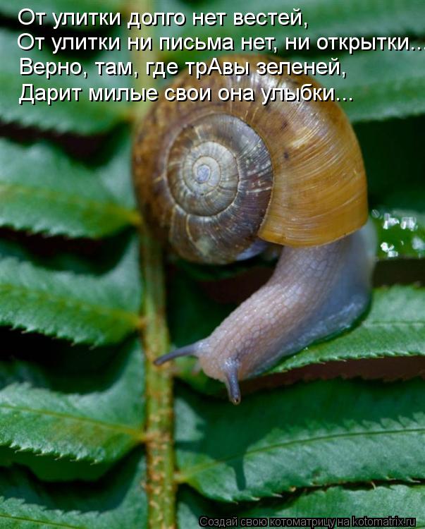 Котоматрица: От улитки долго нет вестей, От улитки ни письма нет, ни открытки... Верно, там, где трАвы зеленей, Дарит милые свои она улыбки...