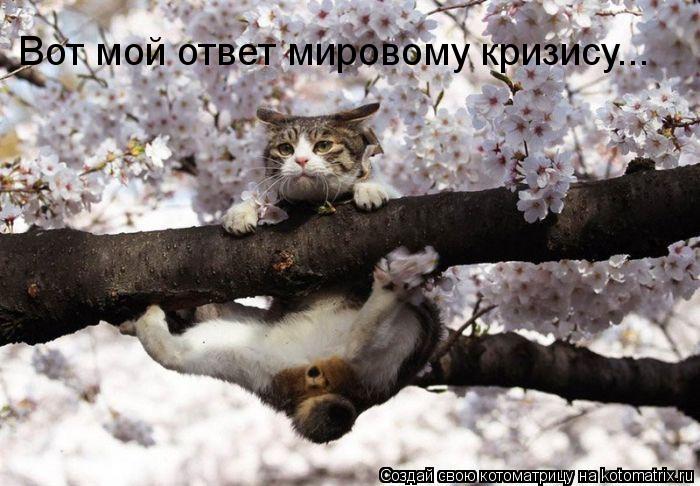 Котоматрица: Вот мой ответ мировому кризису...