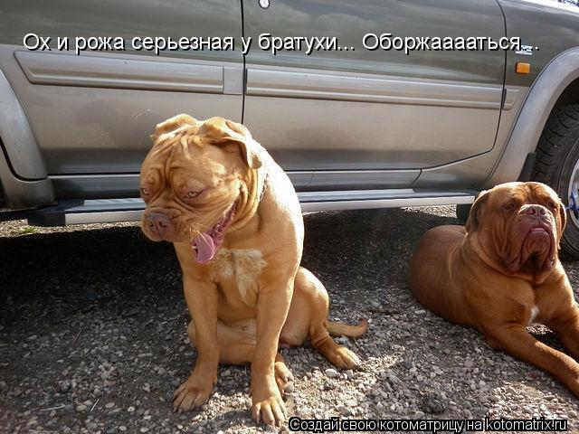 Котоматрица: Ох и рожа серьезная у братухи... Оборжааааться...