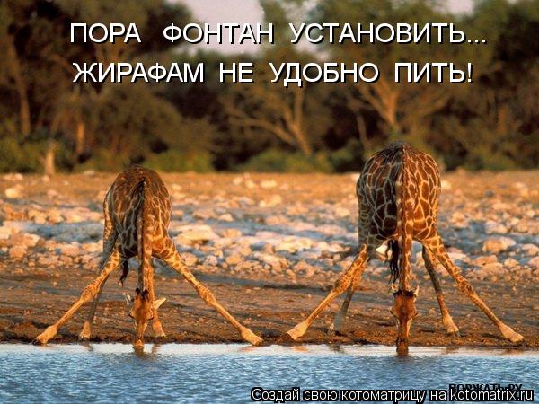 Котоматрица: ПОРА   ФОНТАН  УСТАНОВИТЬ... ЖИРАФАМ  НЕ  УДОБНО  ПИТЬ!