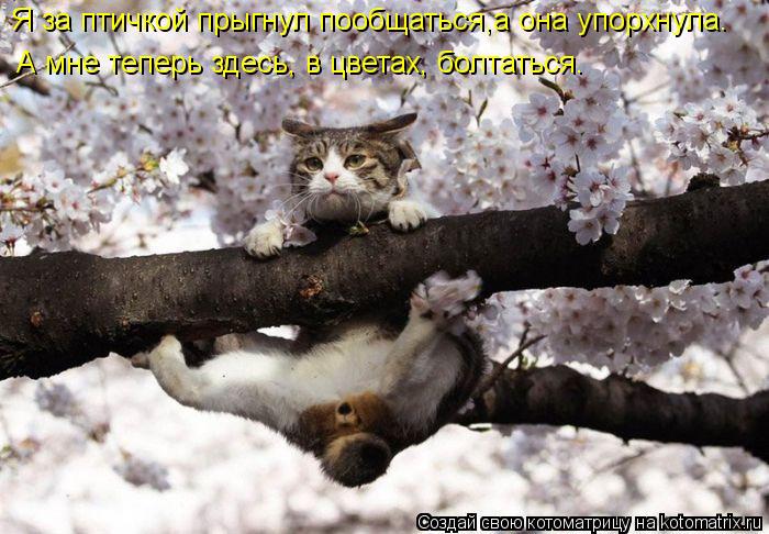 Котоматрица: А мне теперь здесь, в цветах, болтаться. Я за птичкой прыгнул пообщаться,а она упорхнула.