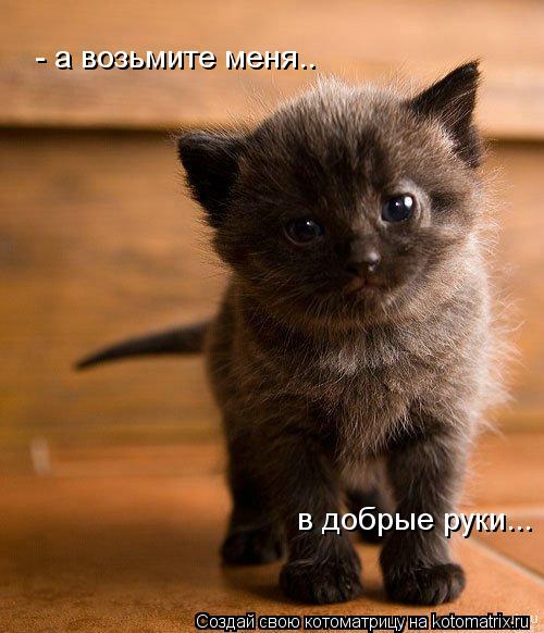 Котоматрица: - а возьмите меня.. в добрые руки...