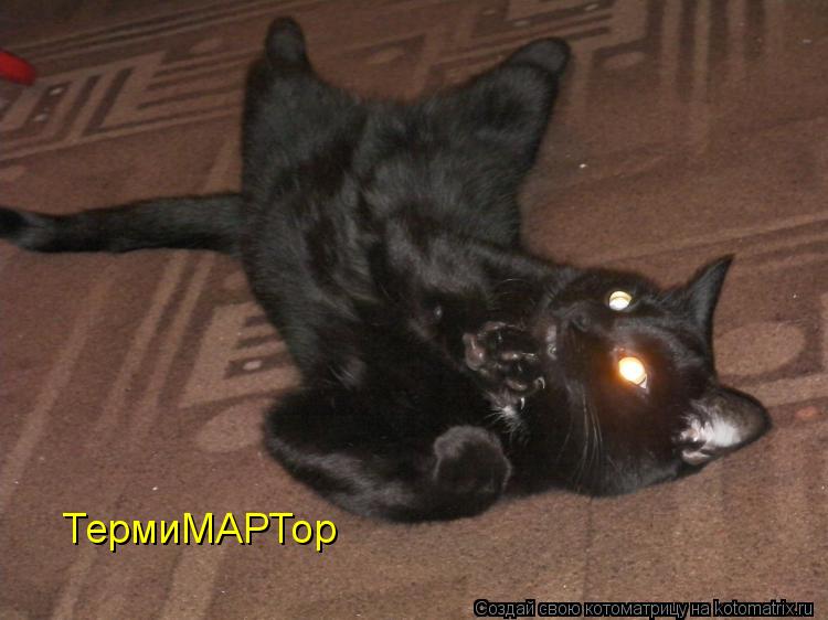 Котоматрица: ТермиМАРТор