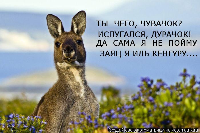 Котоматрица: ЗАЯЦ Я ИЛЬ КЕНГУРУ.... ИСПУГАЛСЯ, ДУРАЧОК! ДА  САМА  Я  НЕ  ПОЙМУ - ТЫ  ЧЕГО, ЧУВАЧОК?