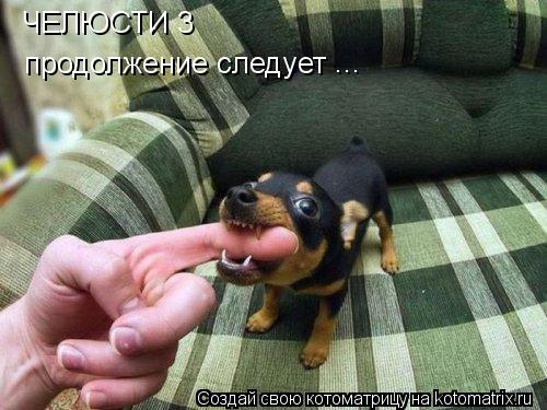 Котоматрица: ЧЕЛЮСТИ 3 продолжение следует ...