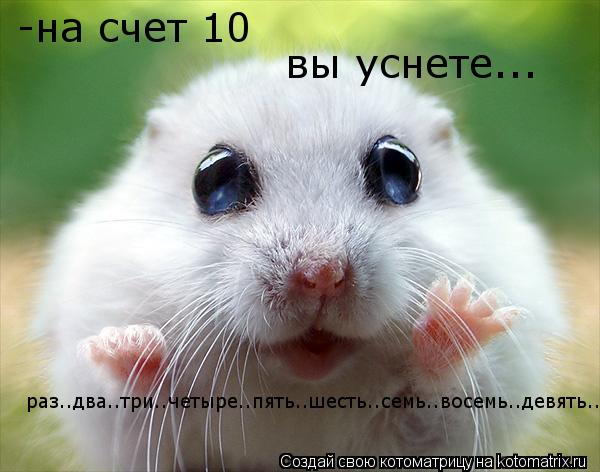 Котоматрица: -на счет 10  вы уснете... раз..два..три..четыре..пять..шесть..семь..восемь..девять..