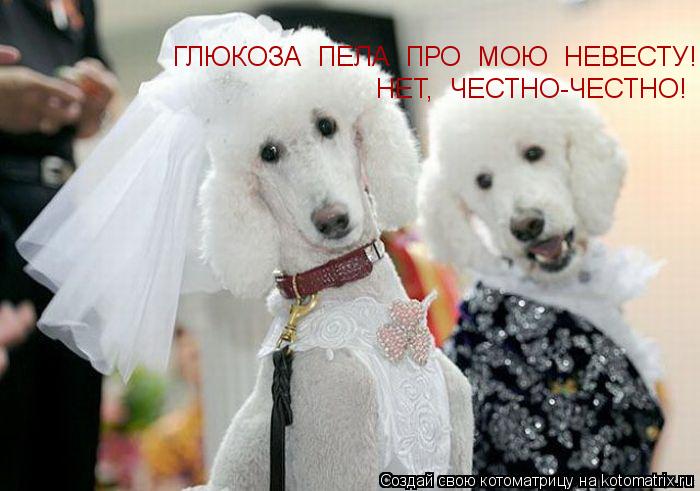 ГЛЮКОЗА ПЕЛА ПРО МОЮ НЕВЕСТУ! НЕТ, ЧЕСТНО-ЧЕСТНО!... Котоматрица: ГЛЮКОЗА ПЕЛА ПРО МОЮ НЕВЕСТУ! НЕТ, ЧЕСТНО-ЧЕСТНО!
