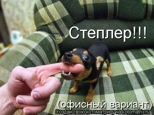 Степлер!!! (офисный вариант)... Котоматрица: Степлер!!! (офисный вариант)