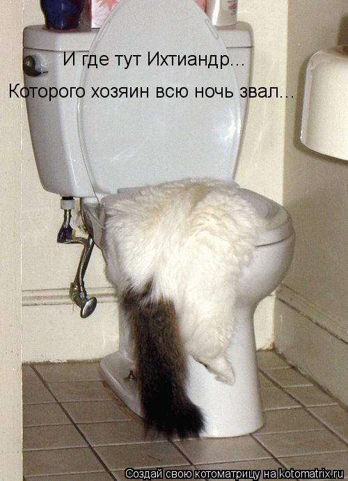 И где тут Ихтиандр... Которого хозяин всю ночь звал...... Котоматрица: И где тут Ихтиандр... Которого хозяин всю ночь звал...