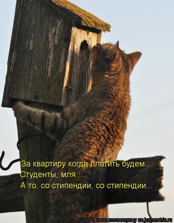 Котоматрица: За квартиру когда платить будем... Студенты, мля ... А то, со стипендии, со стипендии...