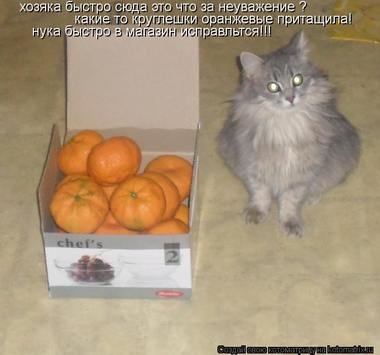 хозяка быстро сюда это что за неуважение ? какие то круглешки оранжевые притащила! нука быстро в маг... Котоматрица: хозяка быстро сюда это что за неуважение ? какие то круглешки оранжевые притащила! нука быстро в магазин исправльтся!!!