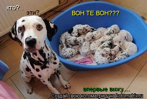 Котоматрица: кто?.. эти?.. ВОН ТЕ ВОН??? впервые вижу....