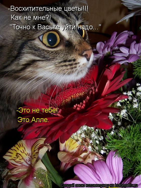 Котоматрица: -Восхитительные цветы!!! -Это не тебе! Как не мне?! Это Алле. "Точно к Ваське уйти надо..."