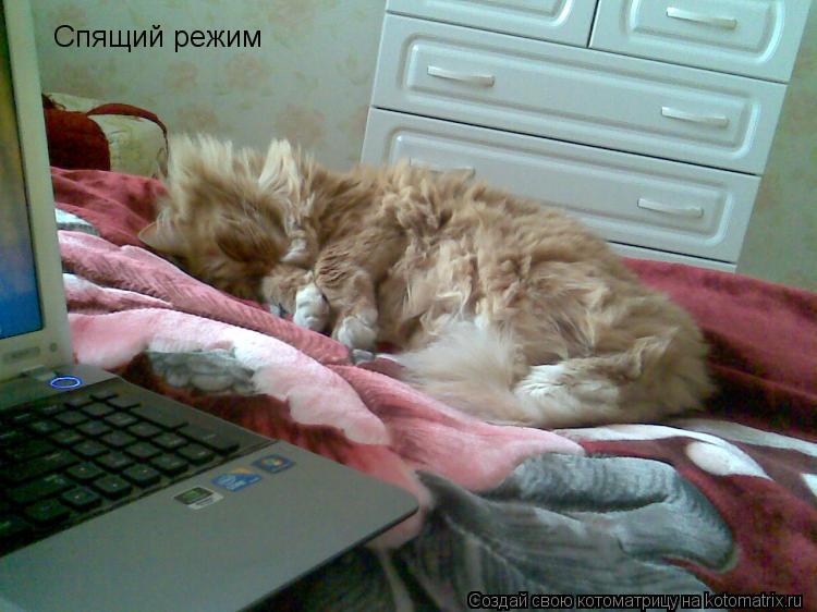 Котоматрица: Спящий режим