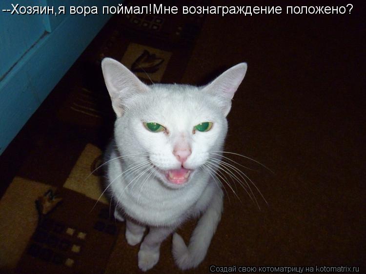 Котоматрица: --Хозяин,я вора поймал!Мне вознаграждение положено?