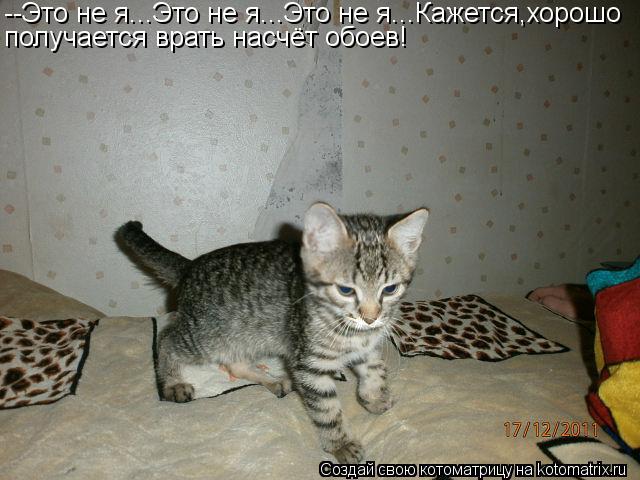 Котоматрица: --Это не я...Это не я...Это не я...Кажется,хорошо  получается врать насчёт обоев!